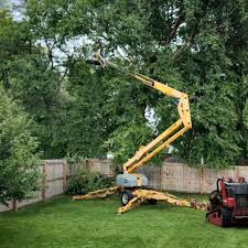  North Canton, OH Tree Removal Services Pros