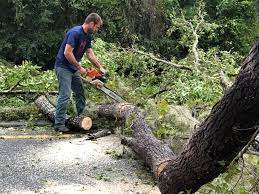 How Our Tree Care Process Works  in  North Canton, OH