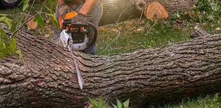 Best Tree Risk Assessment  in North Canton, OH