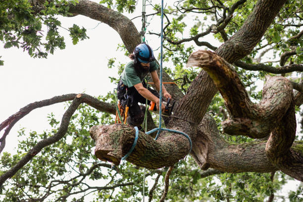 Best Tree Cabling and Bracing  in North Canton, OH