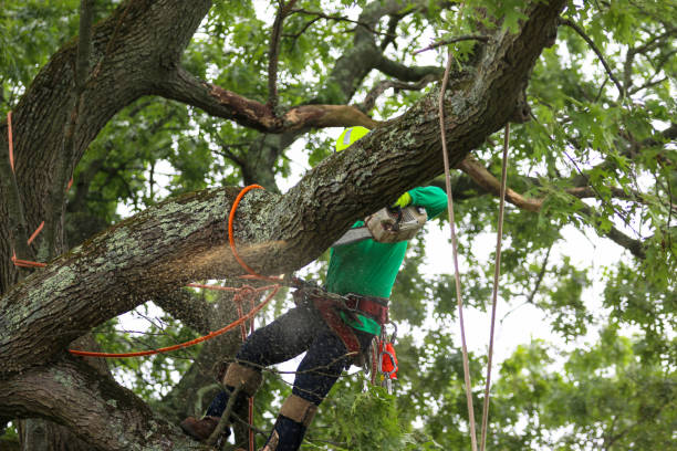 Best Hazardous Tree Removal  in North Canton, OH