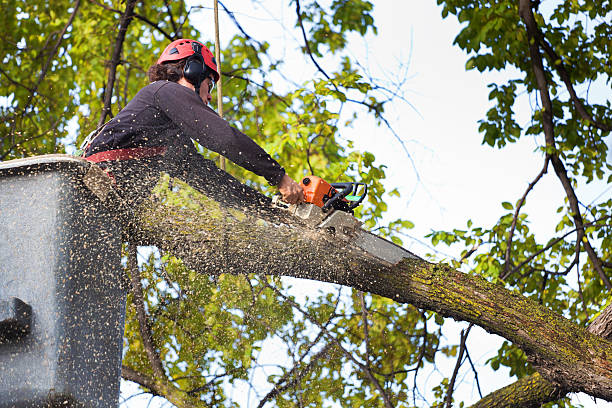 Tree and Shrub Care in North Canton, OH