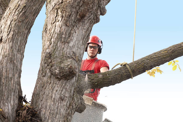 Best Storm Damage Tree Cleanup  in North Canton, OH